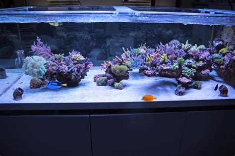 Brand new AQUASCAPE forum**** | REEF2REEF Saltwater and Reef Aquarium Forum