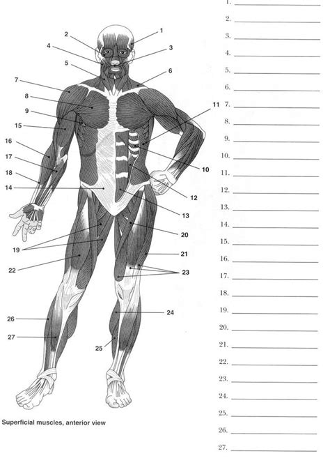 Superficial muscles of the body