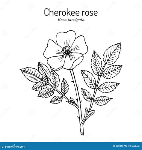 Share 67+ cherokee rose tattoo best - in.cdgdbentre