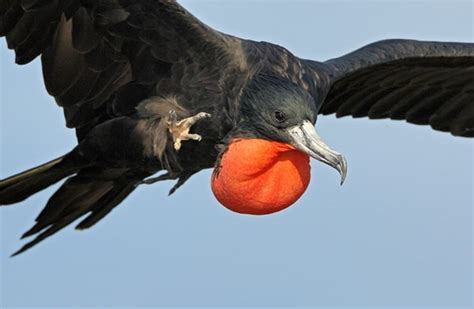 What are the Fastest Flying Birds in the World? (Top 10) - Tail and Fur