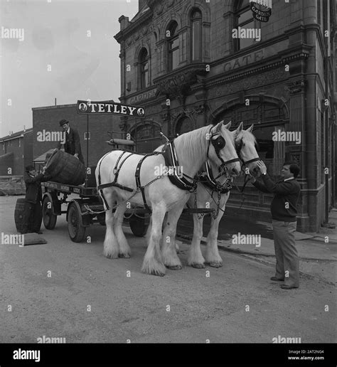 Tetley Horses 1971 Stock Photo Alamy