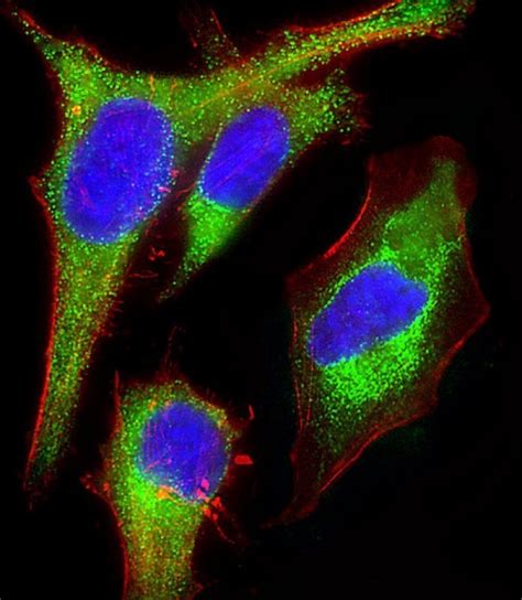 Gpr Purified Mouse Monoclonal Antibody Mab Wb If Buy Now