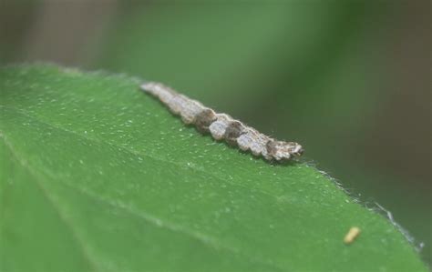 R F Insecta Lepidoptera Ypsolophidae Ypsolopha