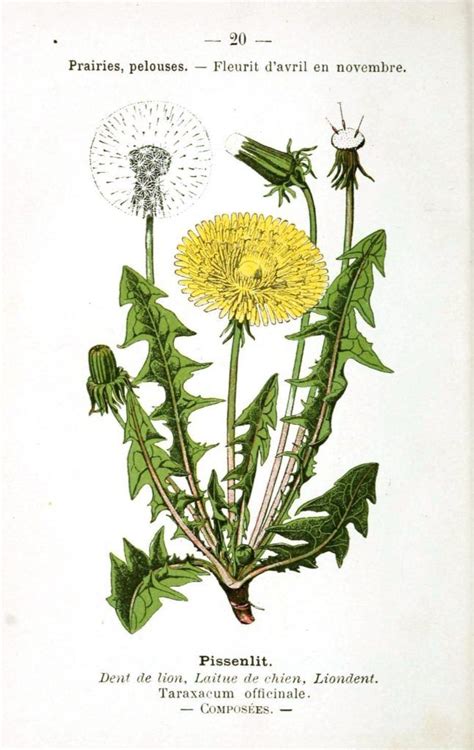 Dandelion Parts And Uses Botanical Drawings