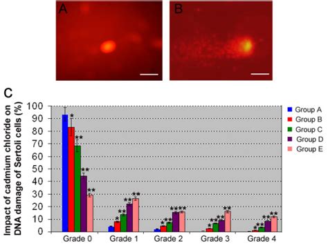 The Single Cell Gel Electrophoresis Comet Assay Showed The Dna Damage