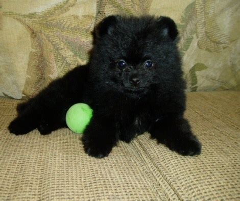 Black Teacup Pomeranian | Teacup Pomeranian