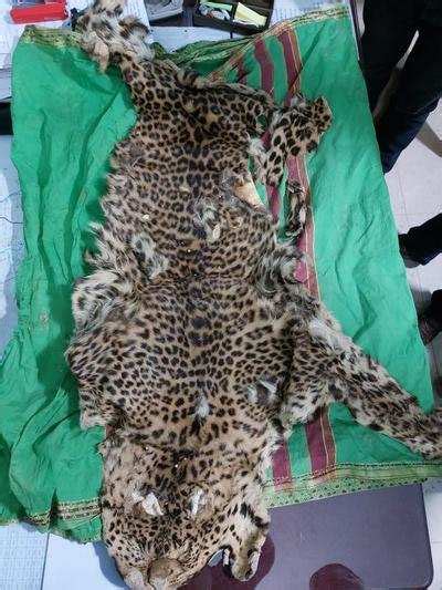 Leopard Skin Seized At Wardha 4 Held Nagpur News Times Of India