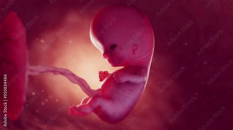 3d rendered medical animation of a 10 week old embryo in the womb Stock ...