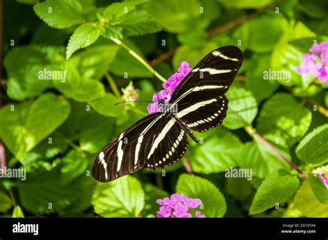 Desert Botanical Garden - Butterfly Pavilion - Zebra Longwing Stock ...