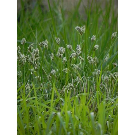 sesleria błękitna skalna Sesleria caerulea Świat bylin sklep