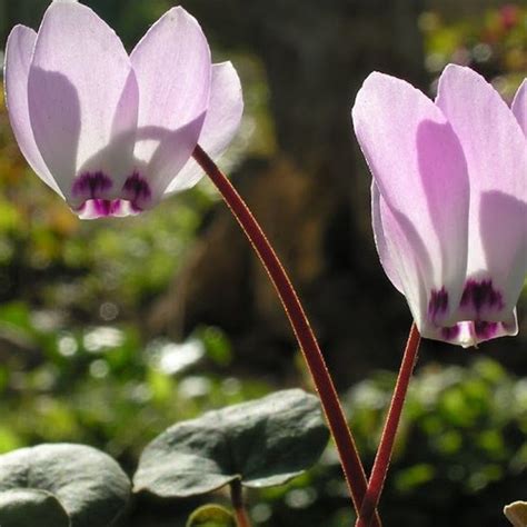 Cyclamen Libanoticum Seeds 8 Seeds Wild Cyclamen Plant World Seeds