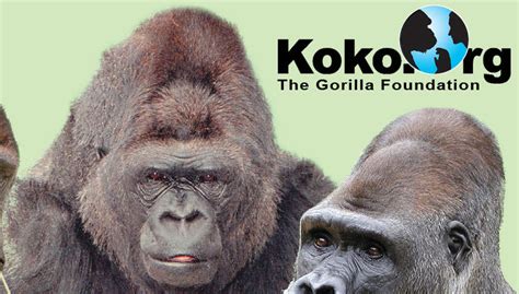 Koko, The “Talking” Gorilla | Thought Catalog