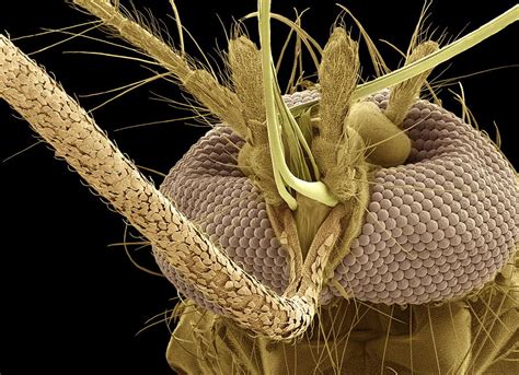 Mosquito Head Sem Photograph By Steve Gschmeissner