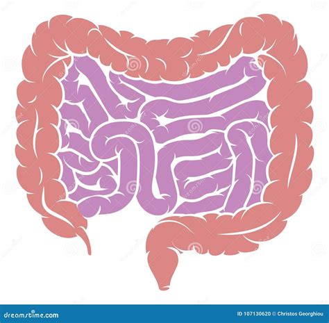 Diagramm Des Darm Darm Verdauungssystems Vektor Abbildung