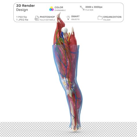 Page 2 Anatomie Organes Corps Humain PSD 2 000 modèles PSD gratuits