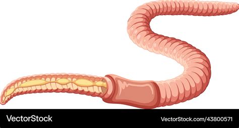 Earthworm anatomy concept Royalty Free Vector Image