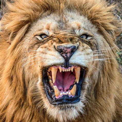 lightskin lion roar  hayden champ blog