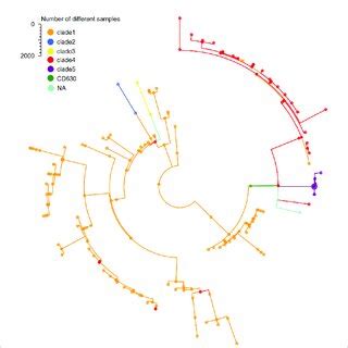 Minimum Spanning Tree Based On Cgmlst Allelic Profiles Of C