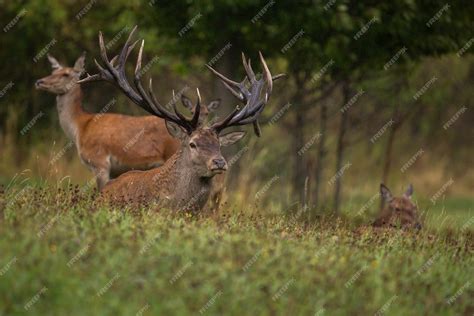 Free Photo | Red deer in the nature habitat during the deer rut