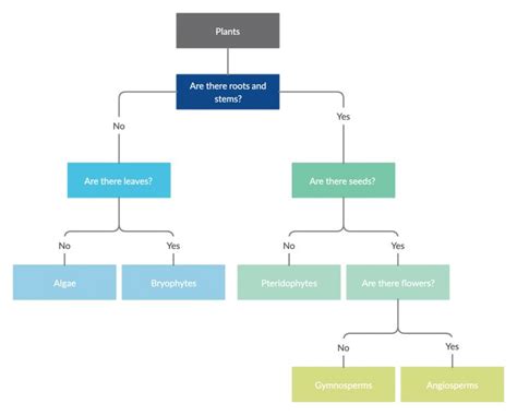 What Is A Dichotomous Key Step By Step Guide With Editable Templates In 2021 Dichotomous Key