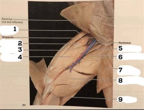 Anatomy Ii Lab Quiz Flashcards Quizlet