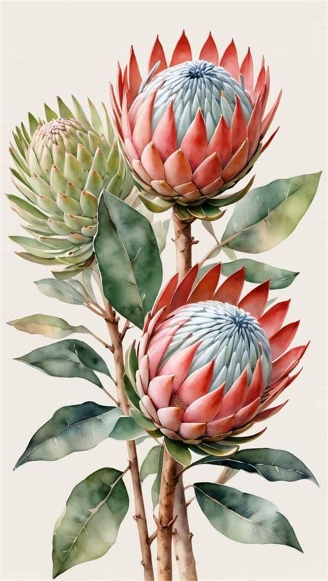 Pin By Serpil Serdar On I Ek In Flower Prints Art Protea Art