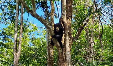 cerita beruang madu asri