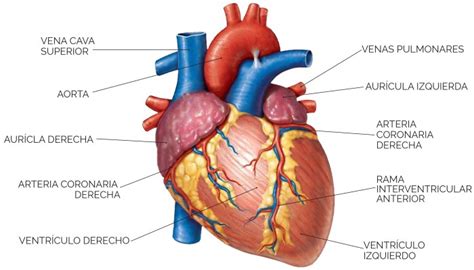 Unidad Didáctica 7 Aparato Circulatorio El Corazón Contenidos