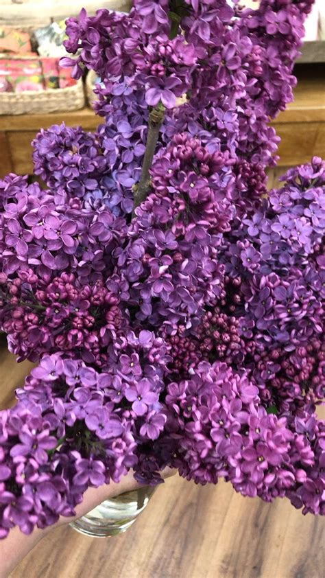 Lilac Season 1000 Smelling Flowers Lilac Indoor Flowering Plants