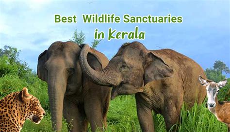 12 Best Wildlife Sanctuaries in Kerala