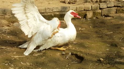 Muscovy Duck Mating Ducks Mating Youtube