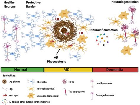 Frontiers Microglial Immunometabolism In Alzheimers Disease