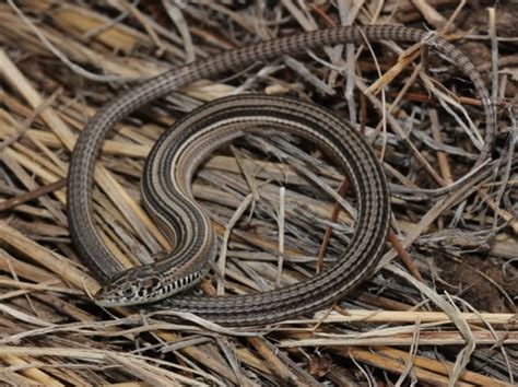 Longtail Whip Lizard Cape St Francis BioDiversity4All