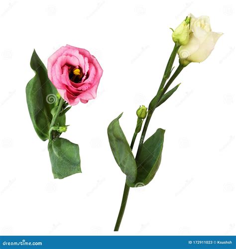 Set of eustoma flowers stock image. Image of white, beautiful - 172911023