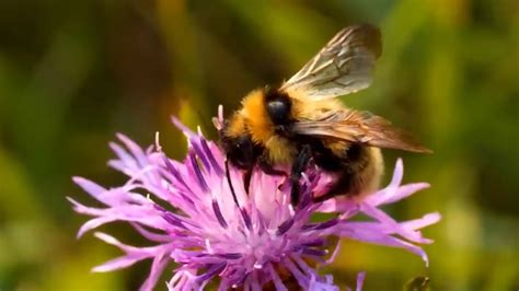 Protecting Local Pollinators YouTube