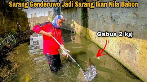 Amazing Sarang Genderuwo Berubah Jadi Sarang Ikan Nila Babon