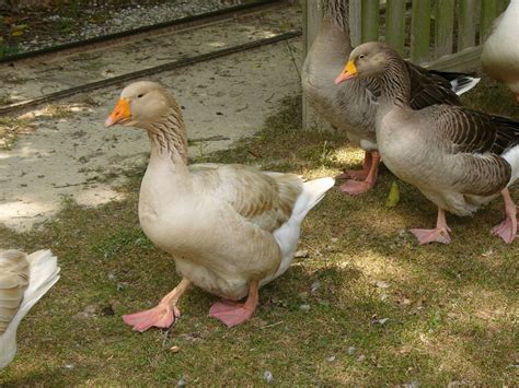 The Online Zoo - Greylag Goose