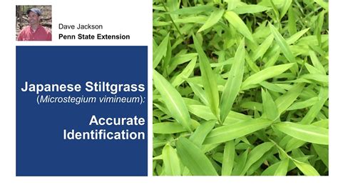 Japanese Stiltgrass Accurate Identification Youtube