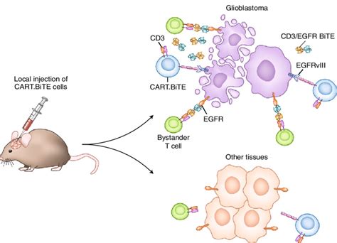 Cart Bite Cells Target Two Antigens Egfrviii And Wt Egfr On Gbm