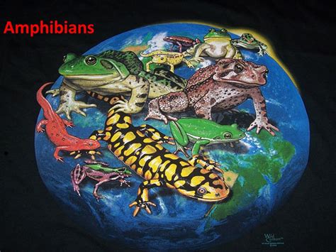 Ppt Amphibians Amphibian Any Of A Class Amphibia Of Cold Blooded