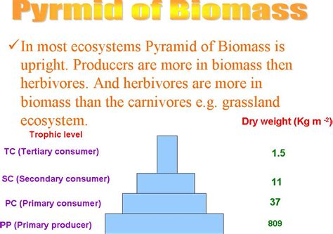 Teaching biology: Ecological pyramids