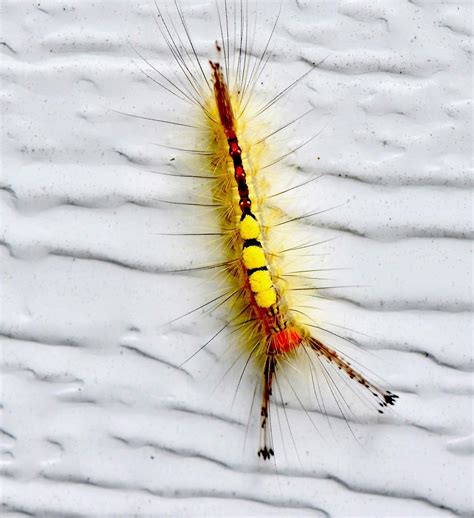 Urban Wildlife Guide Caterpillar Envy