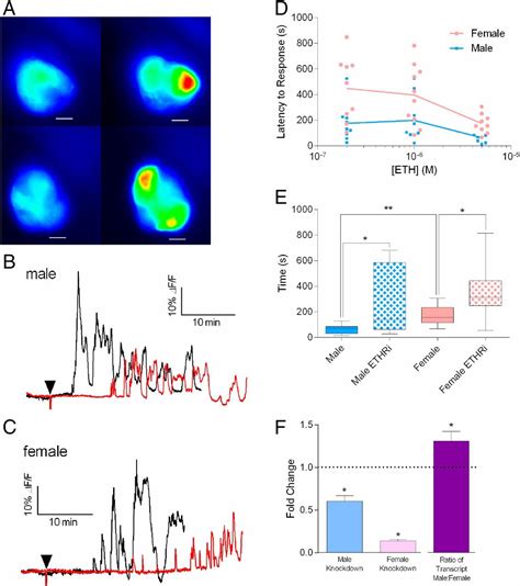 Endocrine Network Essential For Reproductive Success In Drosophila