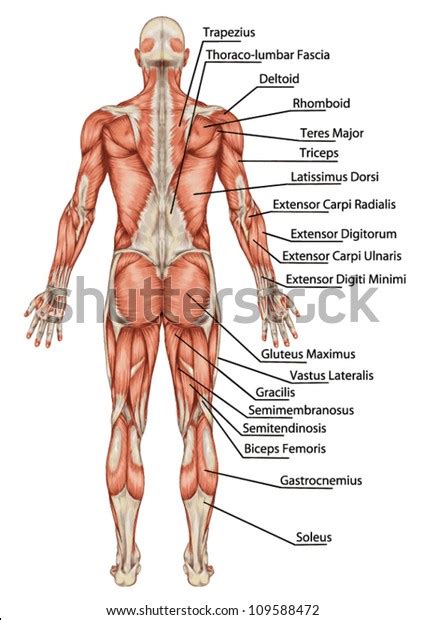 Torso Model Labeled Posterior