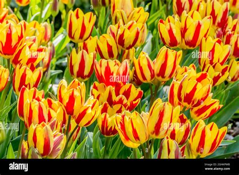 Tulips Antoinette In Bloom In A Garden Stock Photo Alamy