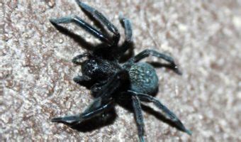 Black House Spider - Facts, Venom & Habitat Information