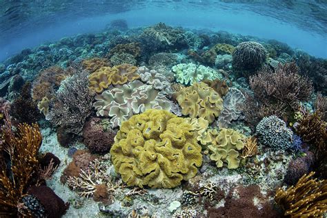 A Beautiful Coral Reef Thrives Photograph By Ethan Daniels Fine Art