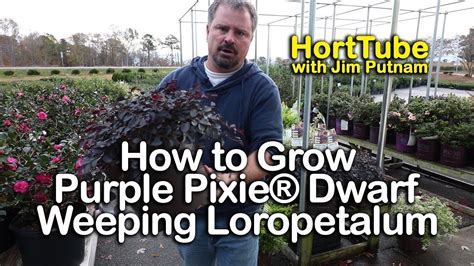 How To Grow Purple Pixie Dwarf Weeping Loropetalum Pink Flowering