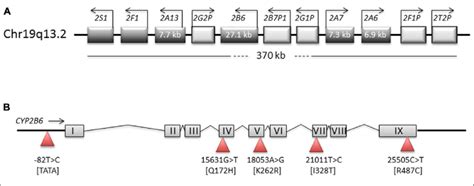 | Structure of genomic regions on chromosome 19. Schematic ...