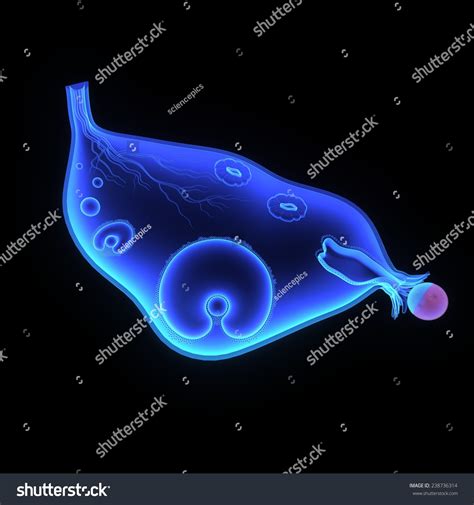 ilustrasi stok female ovary structure  shutterstock